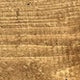 Dark Oak